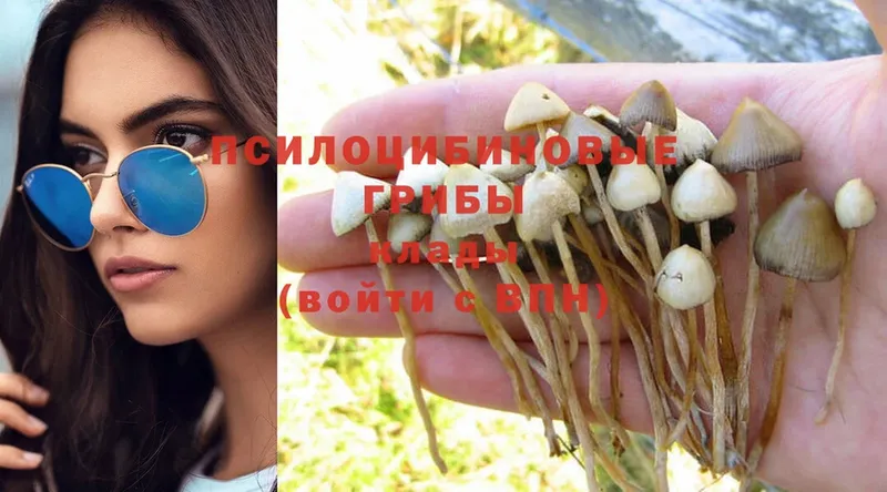 Галлюциногенные грибы Psilocybe  купить наркотик  Борзя 